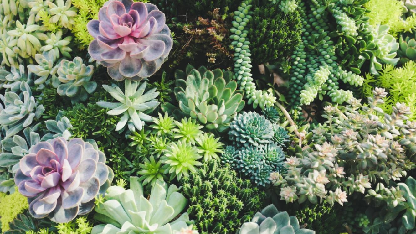 succulents